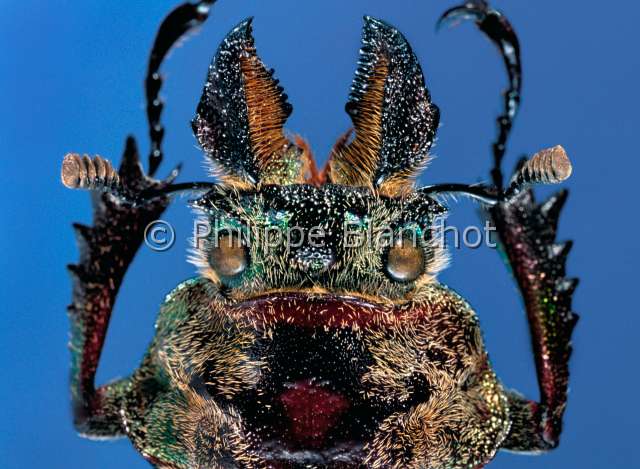 Sphaenognathus feisthameli.JPG - in "Portraits d'insectes" ed. SeuilSphaenognathus feisthameliLucaneStag beetleColeopteraLucanidaeBolivie